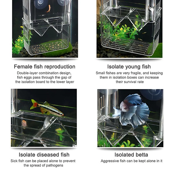 BREEDING BOX ISOLATION BOX - DECAPSULATED BABY BRINE SHRIMP (COMBO)
