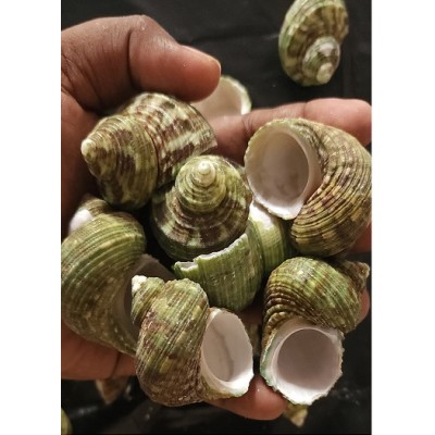 LCA-GREEN TURBO MARINE SHELLS (EMPTY)