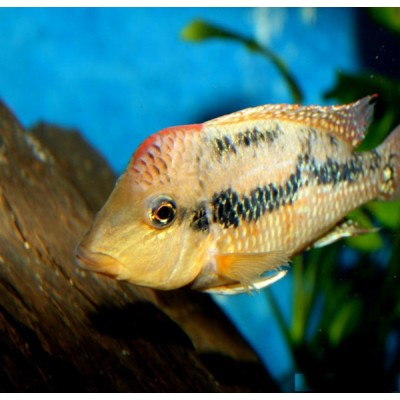 GEOPHAGUS SP ALTO SINU GOLD DUST (RARE) 2.5INCH