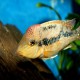 GEOPHAGUS SP ALTO SINU GOLD DUST (RARE) 2.5INCH