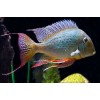 GEOPHAGUS ALTIFRONS (3-4INCH)