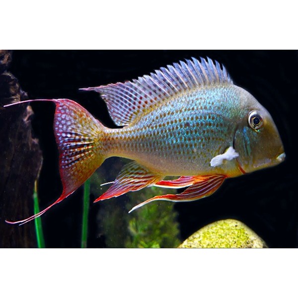 GEOPHAGUS ALTIFRONS (3-4INCH)