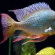 GEOPHAGUS ALTIFRONS (3-4INCH)