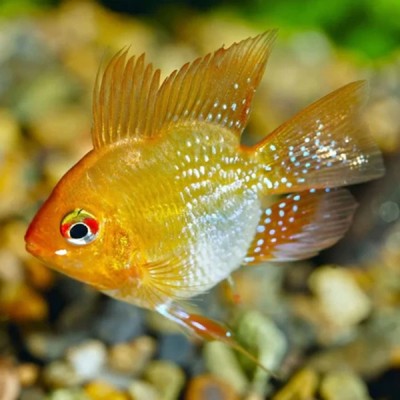 GOLDEN BALLOON RAM (1inch)