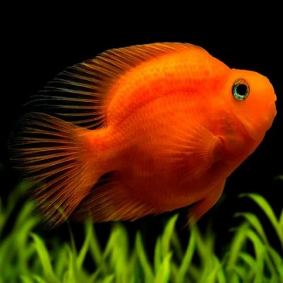 BLOOD RED PARROT (3INCH)