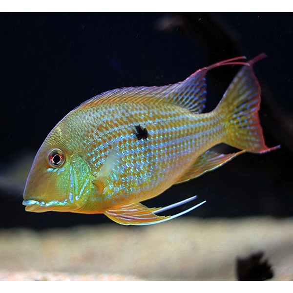 GEOPHAGUS ALTIFRONS (3-4INCH)