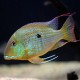 GEOPHAGUS ALTIFRONS (3-4INCH)