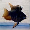 BLACK BALLOON RAM VEILTAIL (RARE CICHLID) (1.25inch)