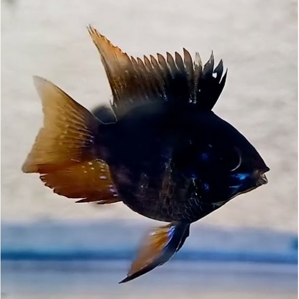 BLACK BALLOON RAM VEILTAIL (RARE CICHLID) (1.25inch) BLACK BALLOON RAM VEILTAIL (RARE CICHLID) (1.25inch)