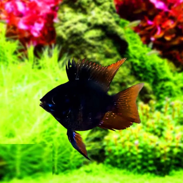 BLACK BALLOON RAM VEILTAIL (RARE CICHLID) (1.25inch) BLACK BALLOON RAM VEILTAIL (RARE CICHLID) (1.25inch)