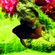 BLACK BALLOON RAM VEILTAIL (RARE CICHLID) (1.25inch) BLACK BALLOON RAM VEILTAIL (RARE CICHLID) (1.25inch)
