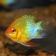 GOLDEN BALLOON RAM (1inch) GOLDEN BALLOON RAM (1inch)