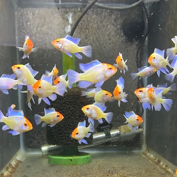 POWDER BLUE RAM (NORMAL BODY) 1.2inch POWDER BLUE RAM (NORMAL BODY) 1.2inch