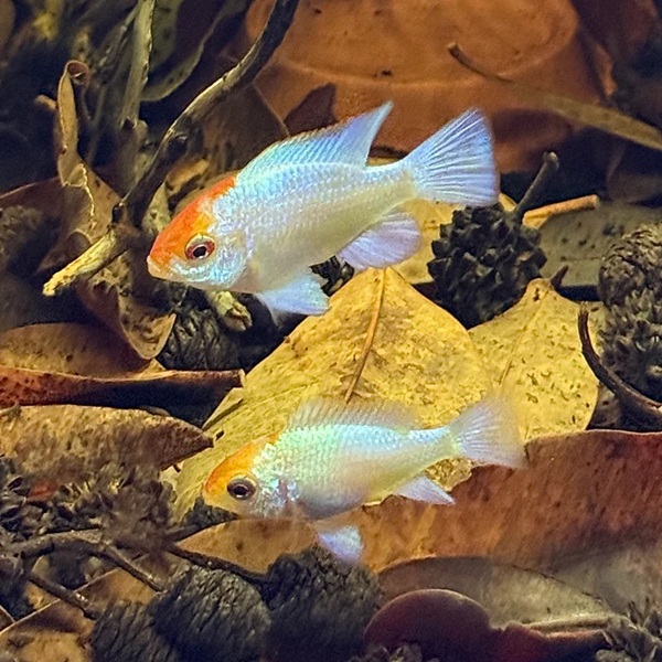 POWDER BLUE RAM (NORMAL BODY) 1.2inch POWDER BLUE RAM (NORMAL BODY) 1.2inch