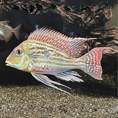 GEOPHAGUS SVENI (2.5inch)