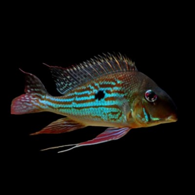 GEOPHAGUS WINEMILLERI 2inch