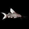 SYNODONTIS EUPTERUS