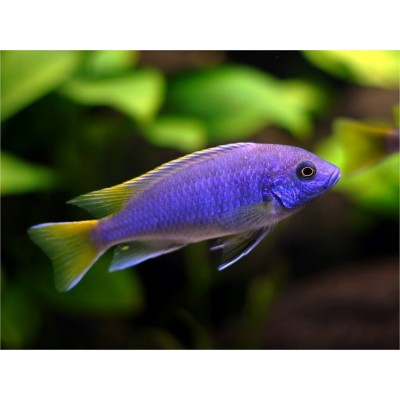 PSEUDOTROPHEUS SP ACEI YELLOW TAIL