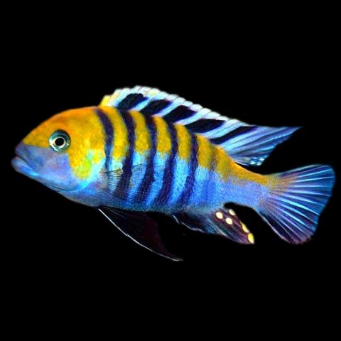 CYNOTILAPIA AFRA COBUE (2INCH)