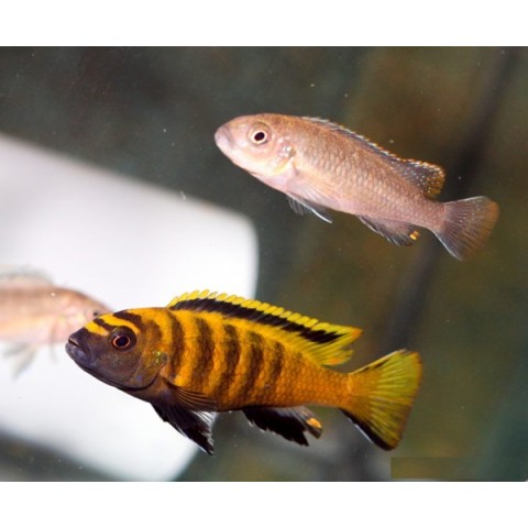 PSEUDOTROPHEUS ELONGATUS FLAVUS (1.2inch)
