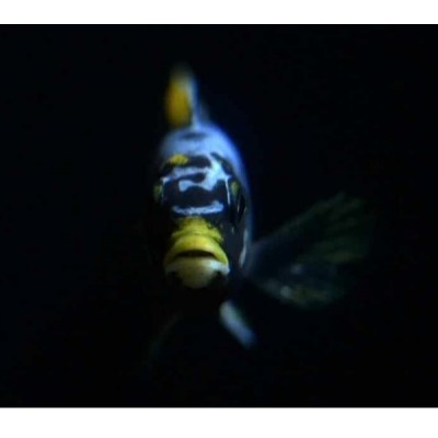 PSEUDOTROPHEUS ELONGATUS MPANGA GOLDEN OB (RARE)