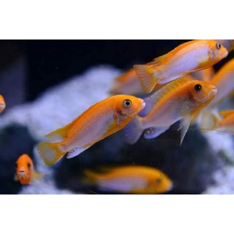 LABIDOCHROMIS SP HONGI SUNFLOWER (3inch)