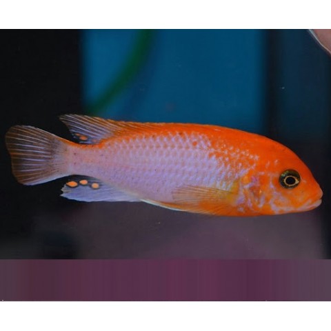 LABIDOCHROMIS SP HONGI SUNFLOWER (3inch)