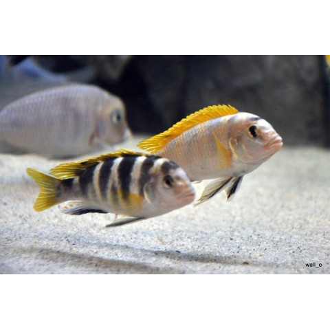 LABIDOCHROMIS SP PERLMUTT (1.2inch)