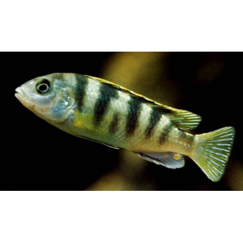 LABIDOCHROMIS SP PERLMUTT (1.2inch)