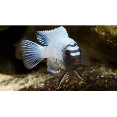 PSEUDOTROPHEUS SP POLIT (RARE) 2inch