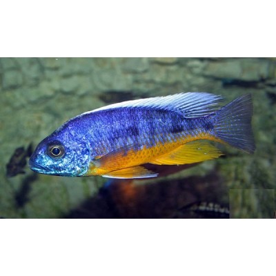PROTOMELAS SPILONOTUS TANZANIA (2.5inch)