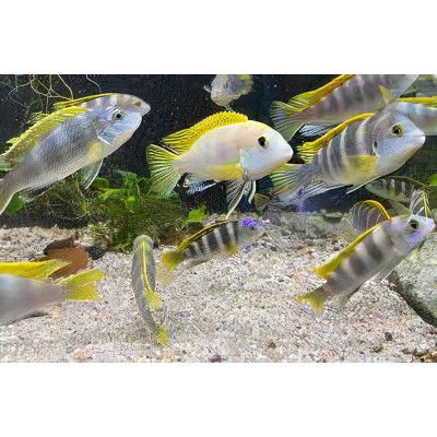 LABIDOCHROMIS SP PERLMUTT (2inch) LABIDOCHROMIS SP PERLMUTT (2inch)