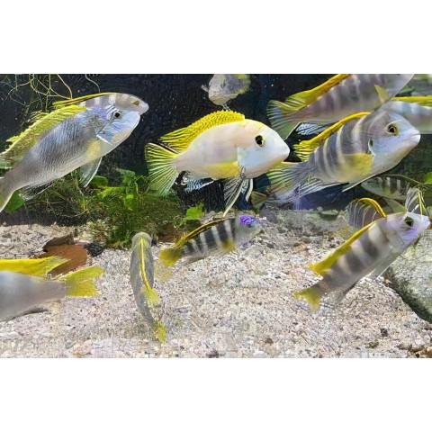 LABIDOCHROMIS SP PERLMUTT (1.2inch)