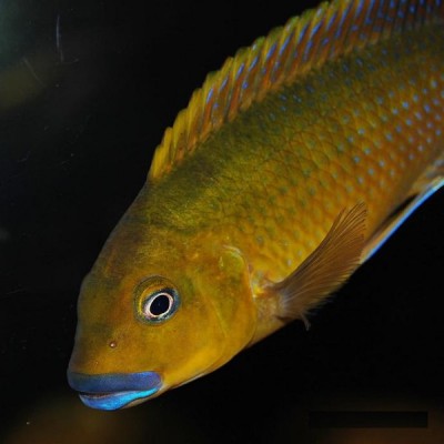 PSEUDOTROPHEUS SP WILLIAMSI NORTH (3inch)