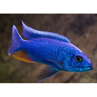 ELECTRIC BLUE HAP (5inch)