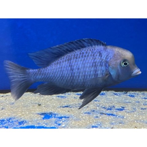 CRYTOCARA MOORII BLUE DOLPHIN (2inch)