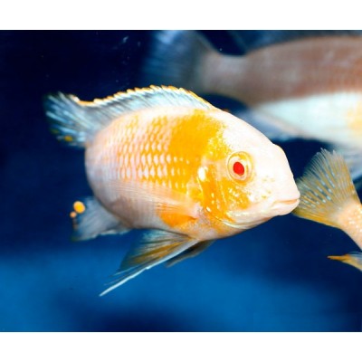 TROPHEOPS RED CHEEK ALBINO (2inch)