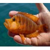 ALTOLAMPROLOGUS COMPRESSICEPS MANDARIN TALAMA (RARE) 3INCH