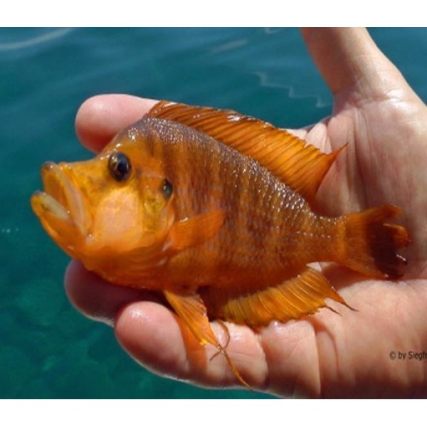 ALTOLAMPROLOGUS COMPRESSICEPS MANDARIN TALAMA (RARE) 3INCH