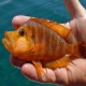 ALTOLAMPROLOGUS COMPRESSICEPS MANDARIN TALAMA (RARE) 3INCH
