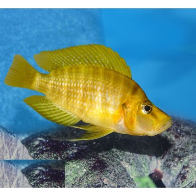ALTOLAMPROLOGUS COMPRESSICEPS MANDARIN TALAMA (RARE) 3INCH