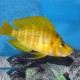 ALTOLAMPROLOGUS COMPRESSICEPS MANDARIN TALAMA (RARE) 3INCH