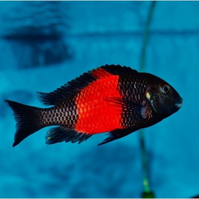 TROPHEUS SP BLACK BEMBA