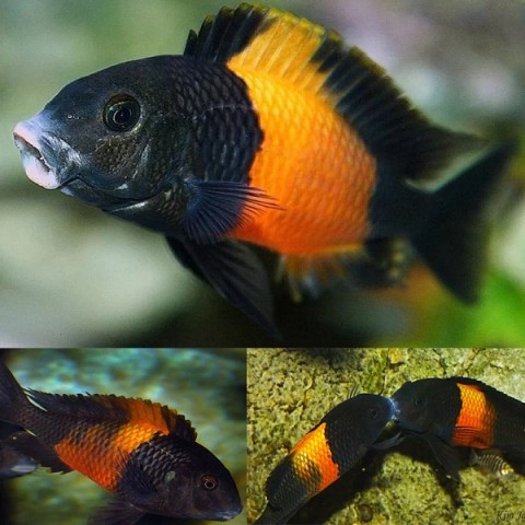 TROPHEUS SP BLACK BEMBA (1.25inch)