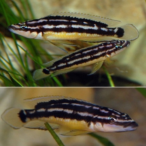 JULIDOCHROMIS CF ORNATUS (1.5inch)