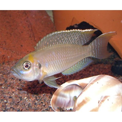 NEOLAMPROLOGUS CALLIURUS (3CM) NEOLAMPROLOGUS CALLIURUS (3CM)