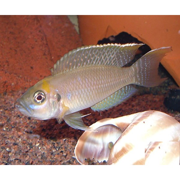 NEOLAMPROLOGUS CALLIURUS (3CM)