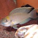 NEOLAMPROLOGUS CALLIURUS (3CM)