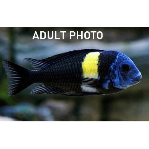 TROPHEUS DUBOISI MASWA (2inch)