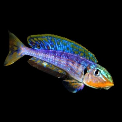 ENANTIOPUS SP "KILESA" (RARE CICHLID) F0 5-6inch
